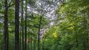 The trees at a remote campsite in Pennsylvania's Loyalsock State Forest.