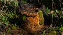 An abandoned well is seen on the property of Cheryl and Joe Thomas in Duke Center, Pa., on April 25, 2023.