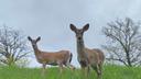 Two deer in Pittsburgh, Pennsylvania.